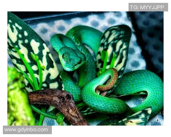 足球小蛇的奇幻冒险之旅探索梦想与友情的力量 足球小蛇的奇幻冒险之旅探索梦想与友情的力量